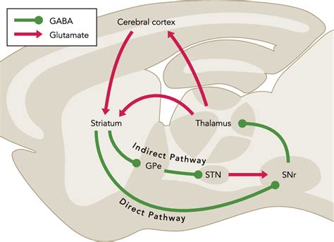 Distinct regions of the striatum underlying effort, movement.